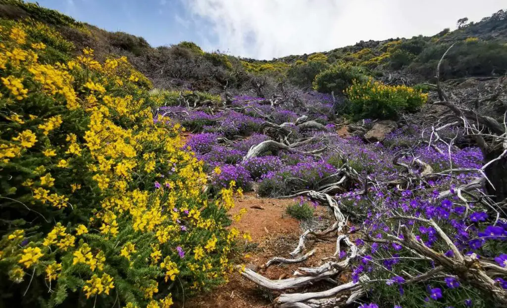 vegetación en La Palma