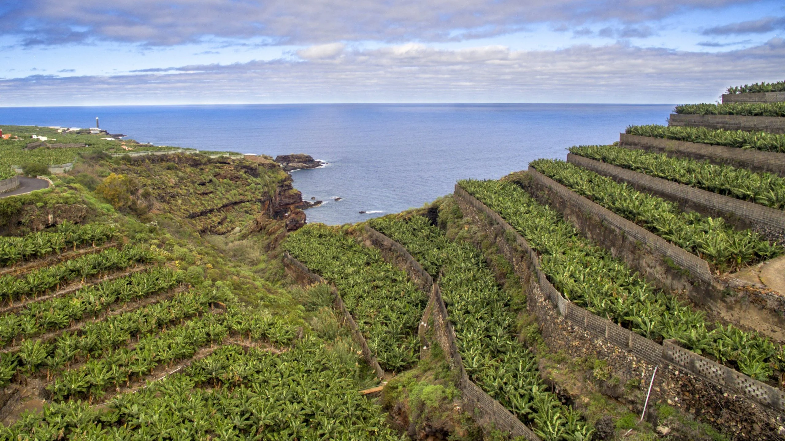 Tradiciones en La Palma. la agricultura y la ganaderia