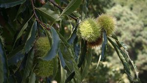 Fiesta de San Martín en La Palma 2024